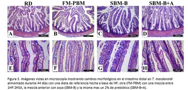 El uso de subproductos animales en dietas para la acuacultura - Image 10