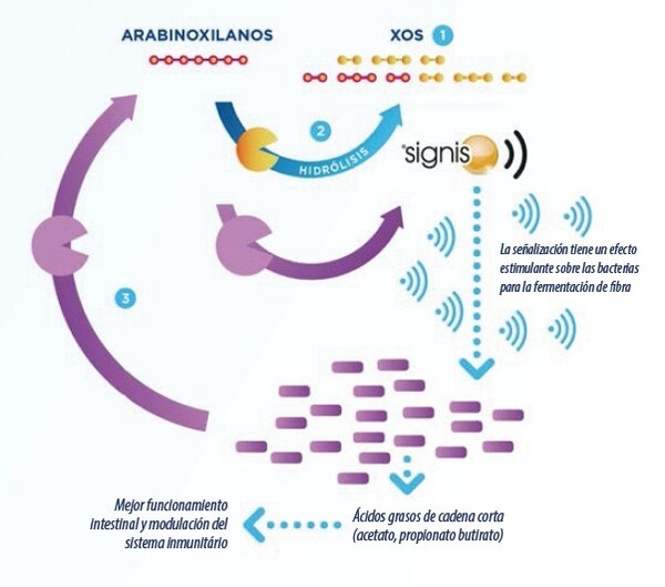 Fibra y microbiota ¿es posible acelerar la fermentación? - Image 3