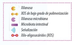 Fibra y microbiota ¿es posible acelerar la fermentación? - Image 2
