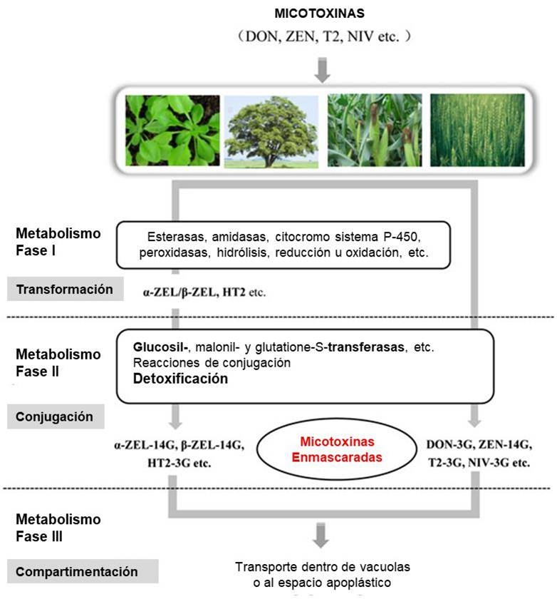 Micotoxinas 
