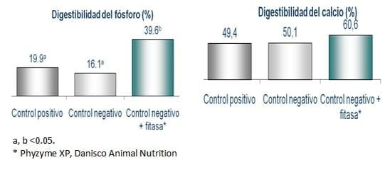 Aumentando la longevidad de las cerdas - Un enfoque nutricional - Image 3