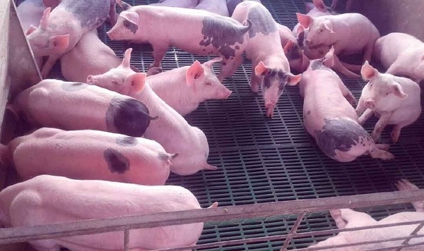 El impacto del estrés calórico en la performance y salud de los cerdos - Image 1