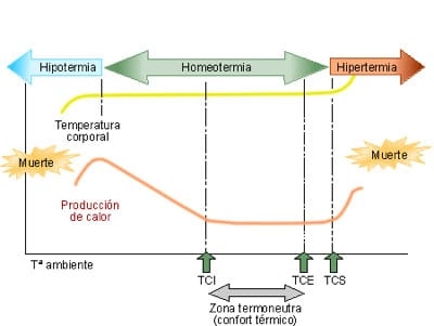 El impacto del estrés calórico en la performance y salud de los cerdos - Image 3