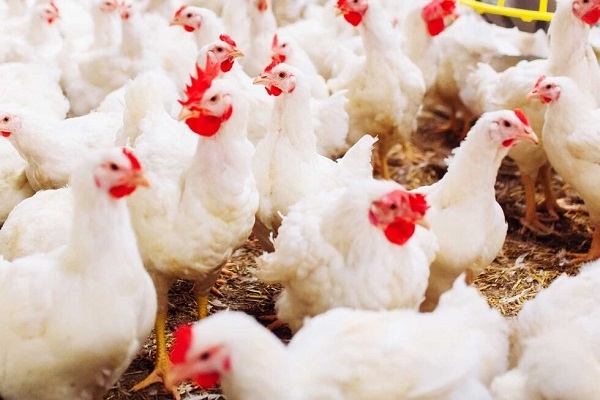 El rol de la vitamina C y E para combatir el estrés calórico en aves - Image 1