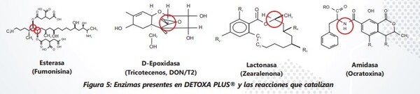 Conceptos básicos de las micotoxicosis y sus mecanismos de control - Image 11