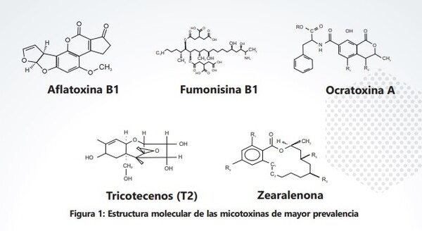 Conceptos básicos de las micotoxicosis y sus mecanismos de control - Image 1