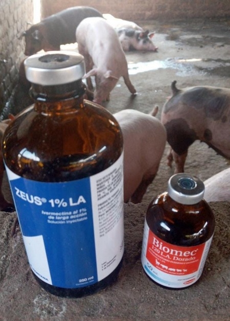 Estudios de casos de Diarrea Endemica Porcina (PED) por coranovirus y su solución con el uso de la ivermectina - Image 23