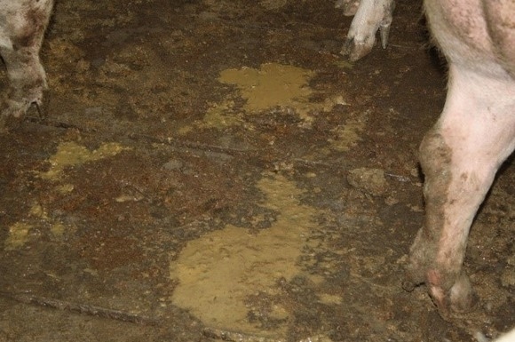 Estudios de casos de Diarrea Endemica Porcina (PED) por coranovirus y su solución con el uso de la ivermectina - Image 4