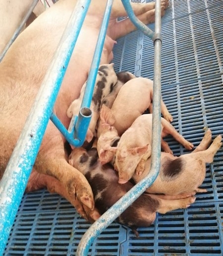 Estudios de casos de Diarrea Endemica Porcina (PED) por coranovirus y su solución con el uso de la ivermectina - Image 11