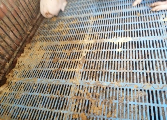 Estudios de casos de Diarrea Endemica Porcina (PED) por coranovirus y su solución con el uso de la ivermectina - Image 14