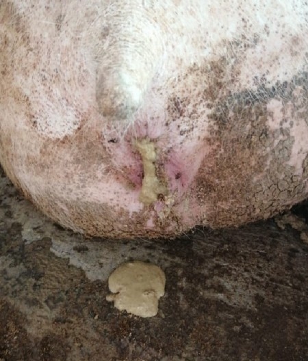 Estudios de casos de Diarrea Endemica Porcina (PED) por coranovirus y su solución con el uso de la ivermectina - Image 8