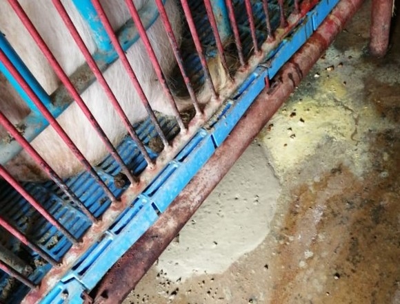 Estudios de casos de Diarrea Endemica Porcina (PED) por coranovirus y su solución con el uso de la ivermectina - Image 10