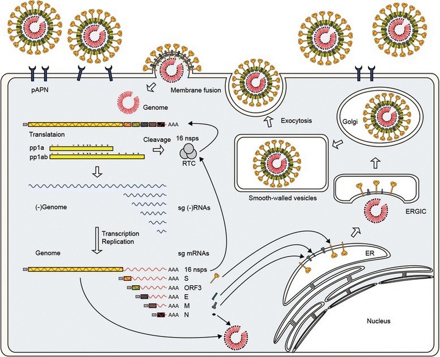 Estudios de casos de Diarrea Endemica Porcina (PED) por coranovirus y su solución con el uso de la ivermectina - Image 2