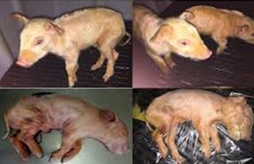 Estudios de casos de Diarrea Endemica Porcina (PED) por coranovirus y su solución con el uso de la ivermectina - Image 3