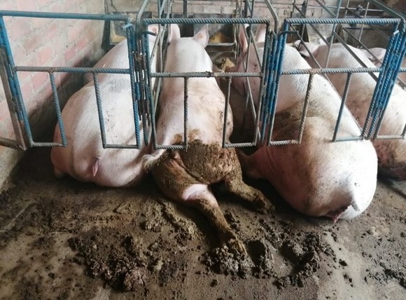 Estudios de casos de Diarrea Endemica Porcina (PED) por coranovirus y su solución con el uso de la ivermectina - Image 19