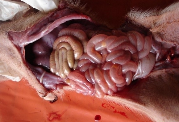 Estudios de casos de Diarrea Endemica Porcina (PED) por coranovirus y su solución con el uso de la ivermectina - Image 5