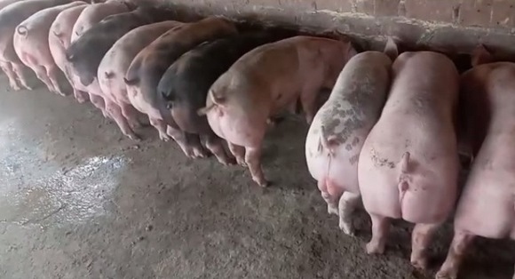 Estudios de casos de Diarrea Endemica Porcina (PED) por coranovirus y su solución con el uso de la ivermectina - Image 24