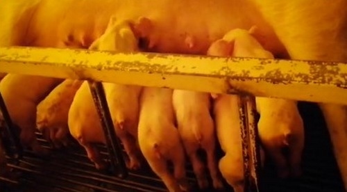 Estudios de casos de Diarrea Endemica Porcina (PED) por coranovirus y su solución con el uso de la ivermectina - Image 27