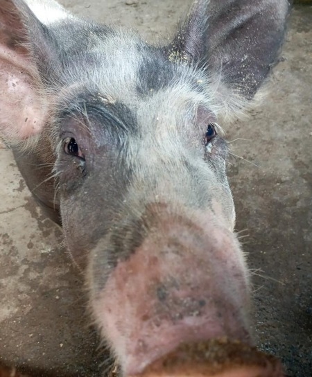 Estudios de casos de Diarrea Endemica Porcina (PED) por coranovirus y su solución con el uso de la ivermectina - Image 22