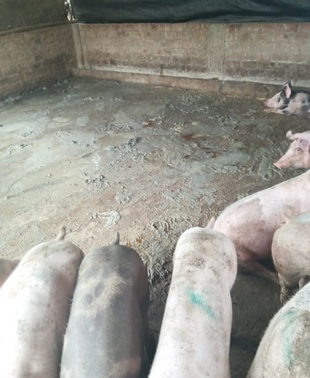 Estudios de casos de Diarrea Endemica Porcina (PED) por coranovirus y su solución con el uso de la ivermectina - Image 21