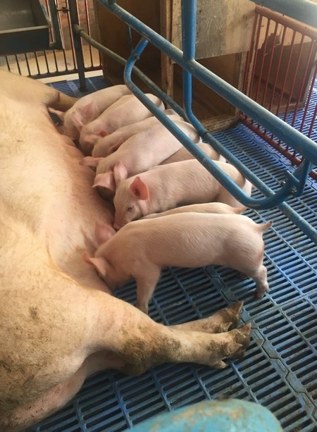 Estudios de casos de Diarrea Endemica Porcina (PED) por coranovirus y su solución con el uso de la ivermectina - Image 13