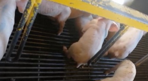 Estudios de casos de Diarrea Endemica Porcina (PED) por coranovirus y su solución con el uso de la ivermectina - Image 26