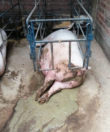 Estudios de casos de Diarrea Endemica Porcina (PED) por coranovirus y su solución con el uso de la ivermectina - Image 18