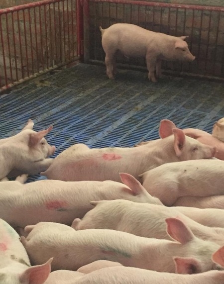 Estudios de casos de Diarrea Endemica Porcina (PED) por coranovirus y su solución con el uso de la ivermectina - Image 15