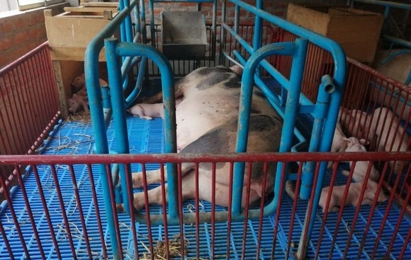 Estudios de casos de Diarrea Endemica Porcina (PED) por coranovirus y su solución con el uso de la ivermectina - Image 20