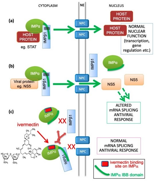 Estudios de casos de Diarrea Endemica Porcina (PED) por coranovirus y su solución con el uso de la ivermectina - Image 7
