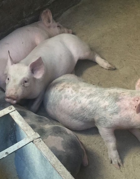 Estudios de casos de Diarrea Endemica Porcina (PED) por coranovirus y su solución con el uso de la ivermectina - Image 17