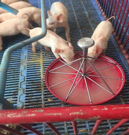 Estudios de casos de Diarrea Endemica Porcina (PED) por coranovirus y su solución con el uso de la ivermectina - Image 12