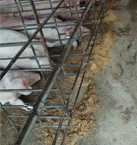 Estudios de casos de Diarrea Endemica Porcina (PED) por coranovirus y su solución con el uso de la ivermectina - Image 9