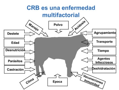 Todo lo que el productor necesita saber sobre el complejo respiratorio bovino - Image 2