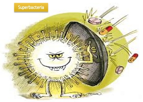 Producción libre de antibióticos y cocidiostatos, ABF. - Image 3