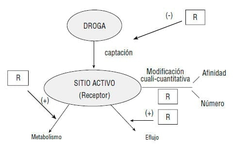 Resistencia a los antihelmínticos: origen, desarrollo y control - Image 4