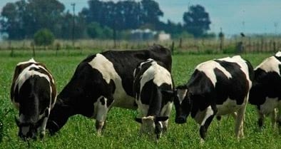 ¿Es posible utilizar grano de girasol entero como suplemento para vacas lecheras a inicio de lactancia? - Image 1