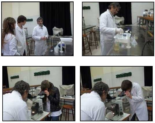 EIMERIA MACUSANIENSIS EN OVINOS DE LA ZONA DE GOBERNADOR GREGORES, SANTA CRUZ, ARGENTINA. - Image 9