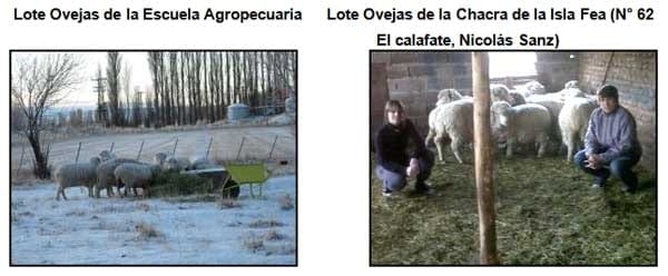 EIMERIA MACUSANIENSIS EN OVINOS DE LA ZONA DE GOBERNADOR GREGORES, SANTA CRUZ, ARGENTINA. - Image 5