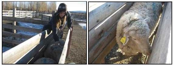 EIMERIA MACUSANIENSIS EN OVINOS DE LA ZONA DE GOBERNADOR GREGORES, SANTA CRUZ, ARGENTINA. - Image 6