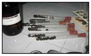 EIMERIA MACUSANIENSIS EN OVINOS DE LA ZONA DE GOBERNADOR GREGORES, SANTA CRUZ, ARGENTINA. - Image 8