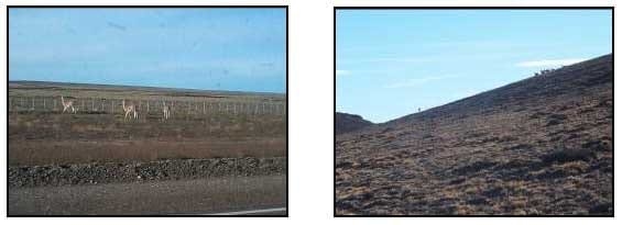 EIMERIA MACUSANIENSIS EN OVINOS DE LA ZONA DE GOBERNADOR GREGORES, SANTA CRUZ, ARGENTINA. - Image 2