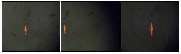 EIMERIA MACUSANIENSIS EN OVINOS DE LA ZONA DE GOBERNADOR GREGORES, SANTA CRUZ, ARGENTINA. - Image 11