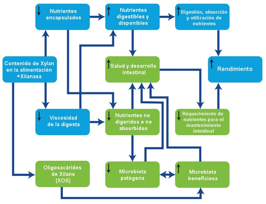 Los efectos de la xilanasa en la salud intestinal de las aves de corral - Image 1
