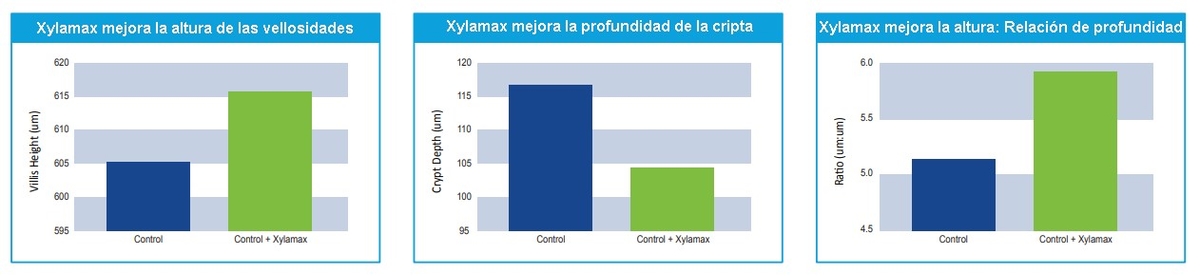 Los efectos de la xilanasa en la salud intestinal de las aves de corral - Image 1