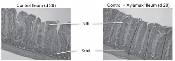 Los efectos de la xilanasa en la salud intestinal de las aves de corral - Image 1