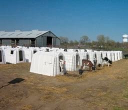 Manual de manejo y alimentación de vacunos - Parte I: Recría de animales de reemplazo en sistemas intensivos - Image 13