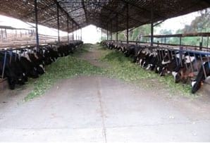 Manual de manejo y alimentación de vacunos - Parte I: Recría de animales de reemplazo en sistemas intensivos - Image 29