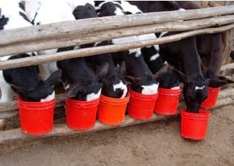 Manual de manejo y alimentación de vacunos - Parte I: Recría de animales de reemplazo en sistemas intensivos - Image 8