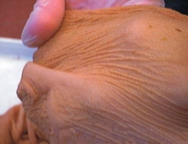 Manual de manejo y alimentación de vacunos - Parte I: Recría de animales de reemplazo en sistemas intensivos - Image 19
